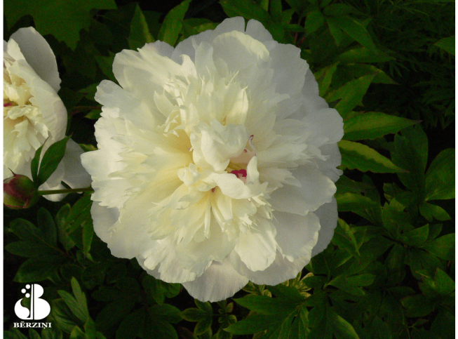Paeonia lactiflora   'Shirley Temple'